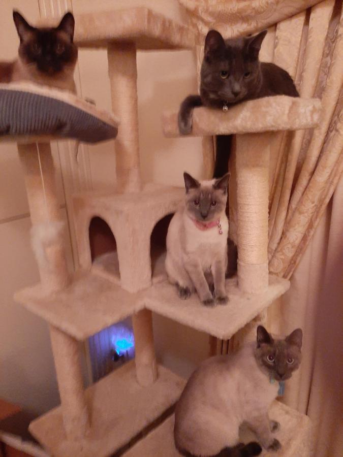 Catmosphere 2 Лас-Вегас Экстерьер фото